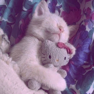 Meet your Posher, Annabelle